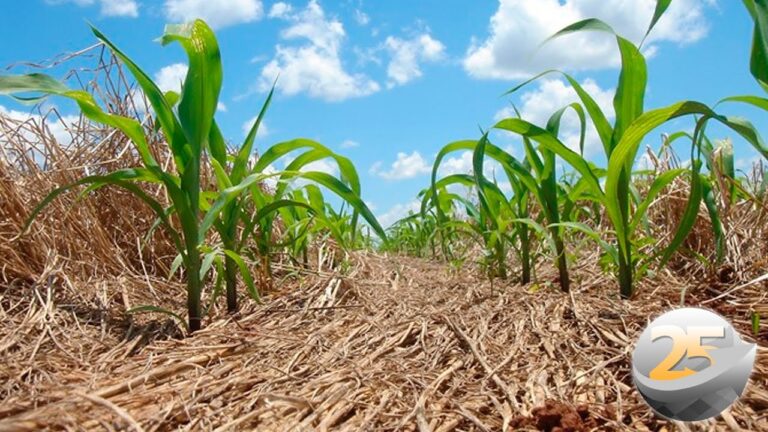 Agricultura de Plantio: A Revolução Sustentável