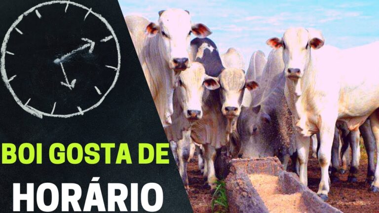 Horários de Confinamento: A chave para uma rotina equilibrada