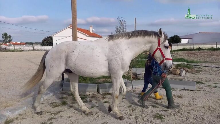 Dia do Animal de Estimação: Descubra Como Celebrar e Demonstrar Amor aos Seus Fiéis Companheiros