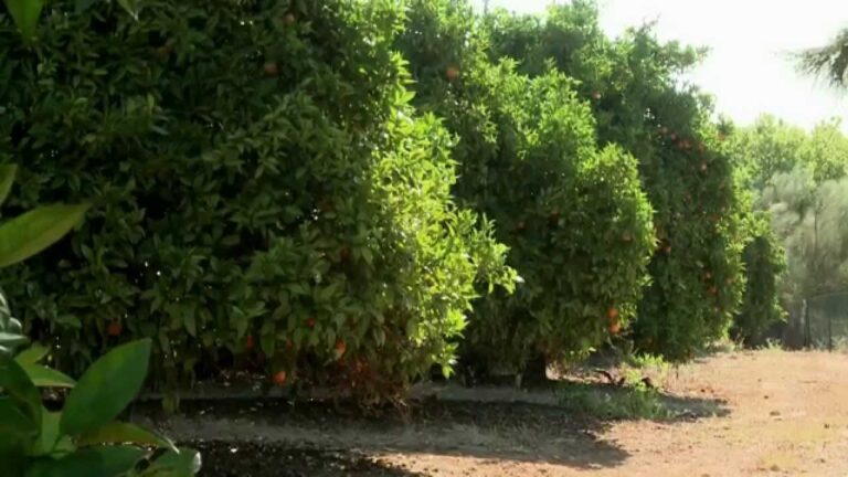 Descubra as Variedades de Laranjeiras em Portugal: Uma Diversidade de Sabores