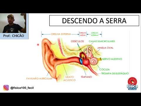 Otorrino Portalegre: Especialistas em Saúde Auditiva na Região