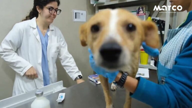 Veterinário em Marco de Canaveses: Cuidados e Serviços Especializados