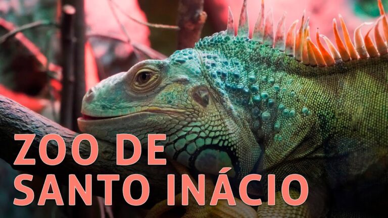 Horário do Zoo Santo Inácio: Planeje sua Visita