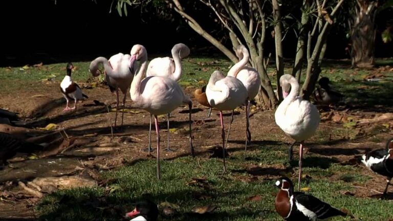 Explorando o Jardim Zool&oacute;gico de Lagos: Uma Experi&ecirc;ncia &Uacute;nica