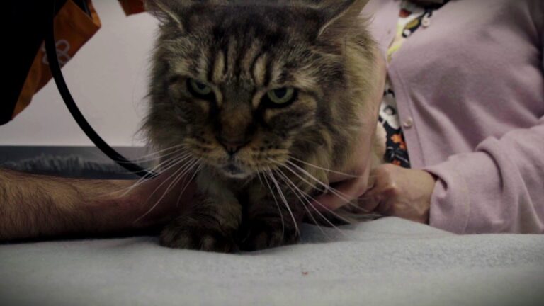 Guia do Hospital Veterinário Berna: Serviços e Cuidados