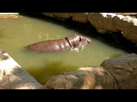 Pre&ccedil;o do Zoo de Lagos: Economize na sua Visita