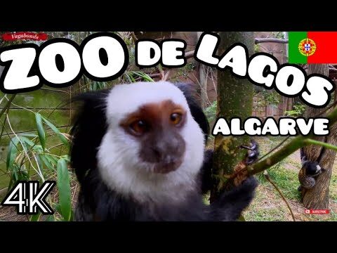 Preços do Zoo de Lagos: Economize na sua Visita