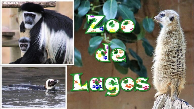 Fotos do Zoo de Lagos: Uma Visão Concisa