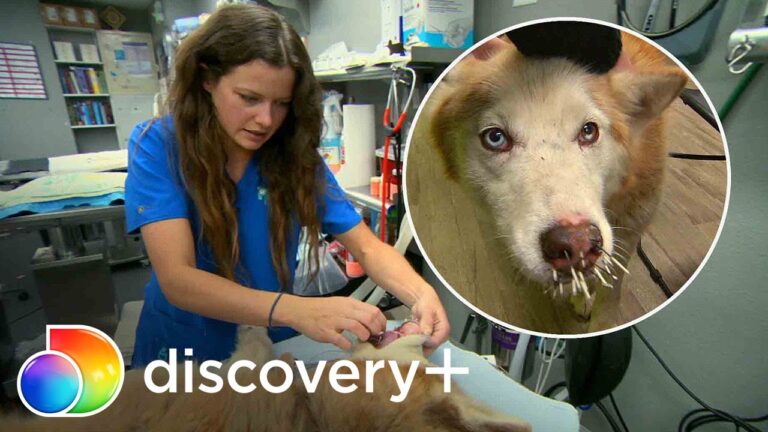 Veterinário em Espinho: Cuidados Especializados para Seu Animal de Estimação