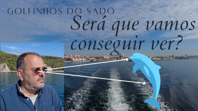 Passeio de barco para observação de golfinhos no estuário do Sado