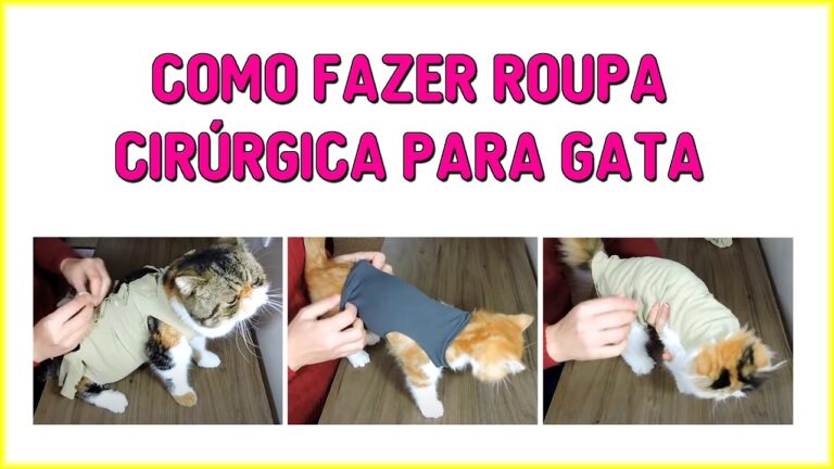 Programa de Esterilização Gratuita de Gatos em Lisboa
