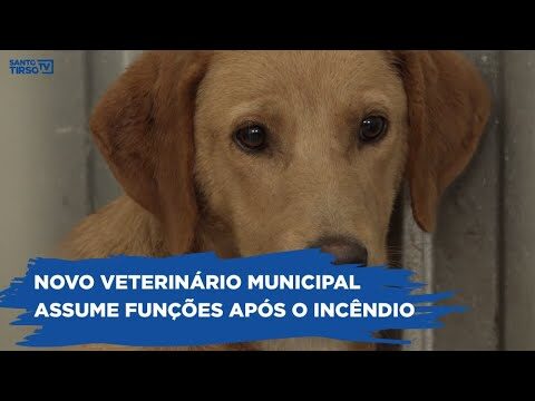 Clínica Veterinária Santo Tirso: Qualidade e Cuidado para o seu Animal de Estimação