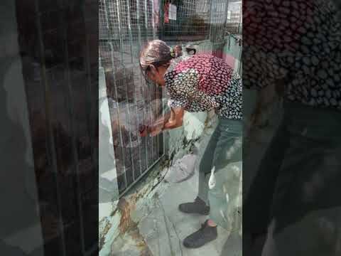 Associação Zoofila: Proteção e Bem-Estar Animal