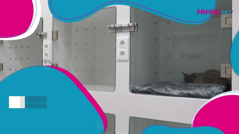 Veterinário em Canidelo: Cuidados Especializados para o seu Animal de Estimação