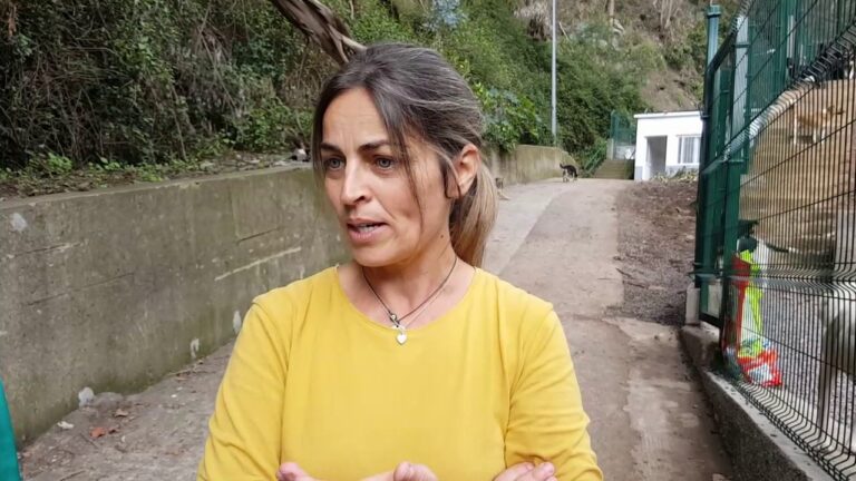 Guia para Adotar Cães na Ilha da Madeira