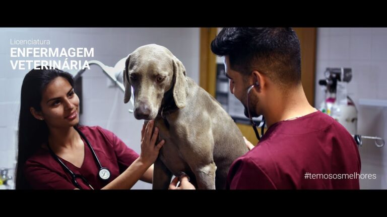 Medicina Veterinária em Coimbra: Guia Completo