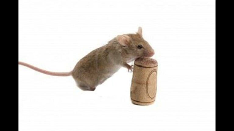 Rato roeu rolha do rei da Rússia: Mistério Real resolvido